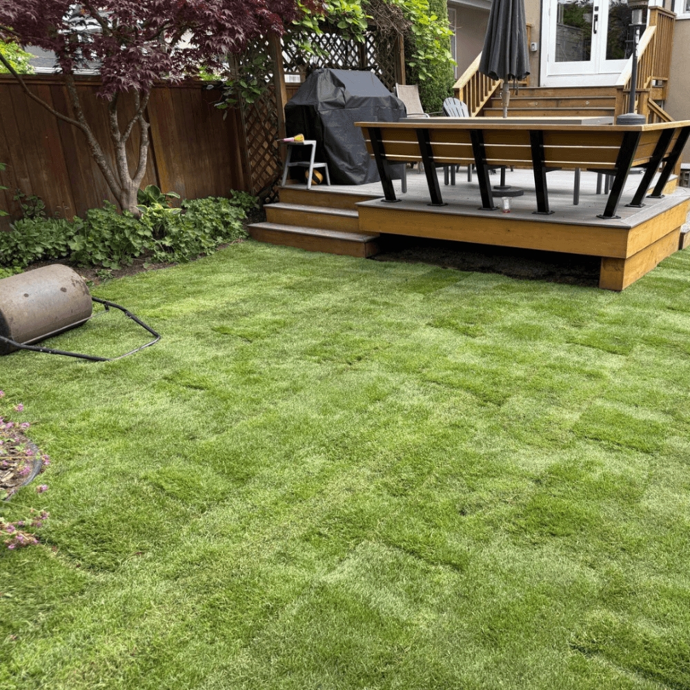 Pruned garden shrubs