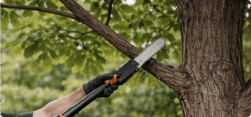 Tree pruning and removals